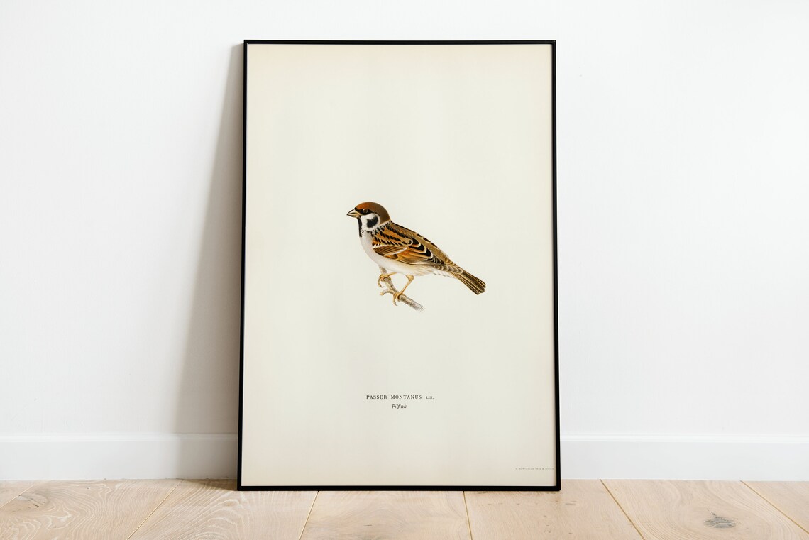 Tree Sparrow Vintage Nature Art Print Poster