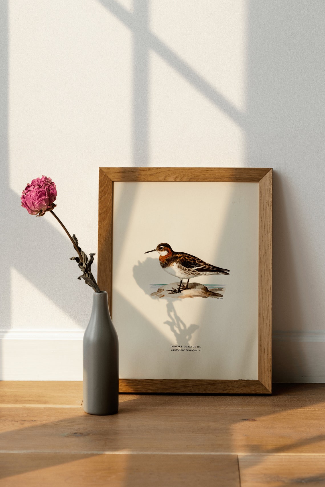 Red Necked Phalarope Vintage Shorebird Naturalist Illustration Print - Image 4