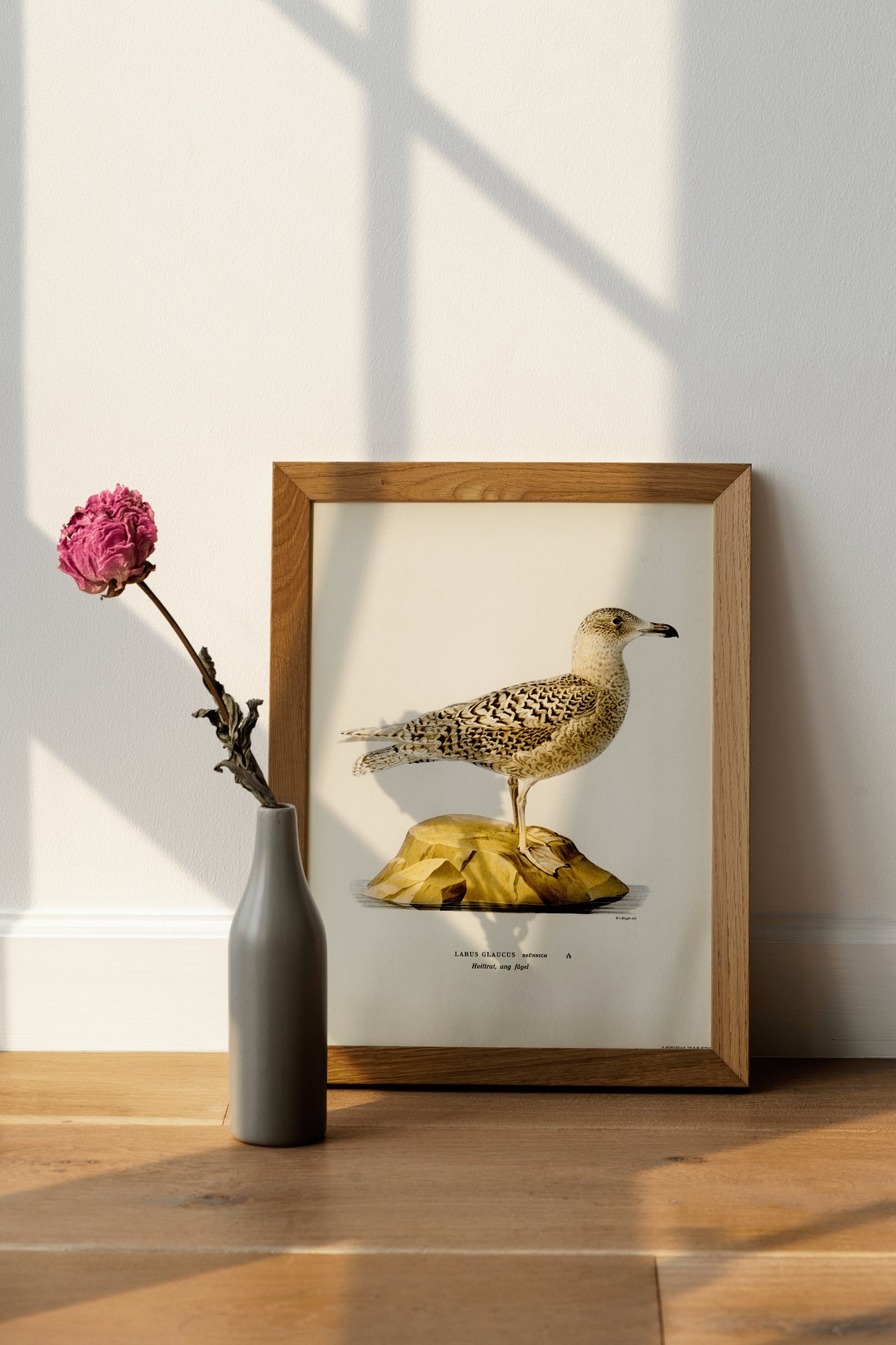 Glaucous Gull Vintage Swedish Ornithology Bird Illustration Poster - Image 4