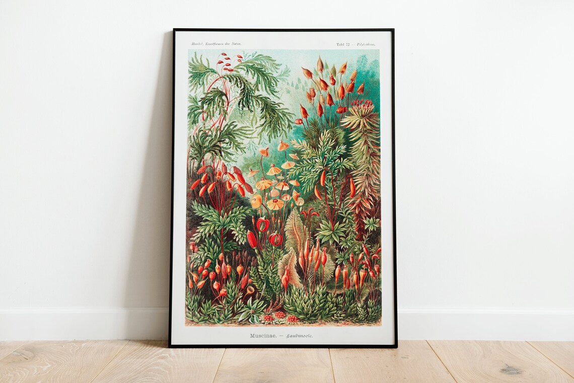 Ernst Haeckel Mushrooms Vintage Botanical Art Print