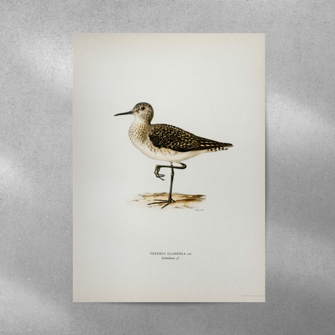 Wood Sandpiper Standing One Leg Vintage Bird Illustration Poster - Image 3