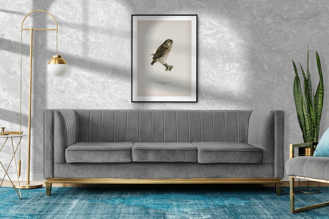 Eurasian Pygmy Owl Vintage Ornithological Illustration Poster - Image 2