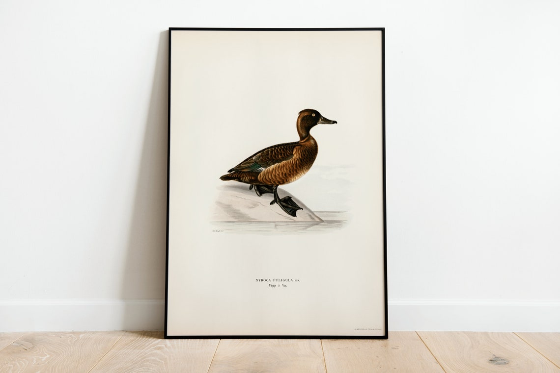 Tufted Duck Female Vintage Bird Illustration Archival Poster