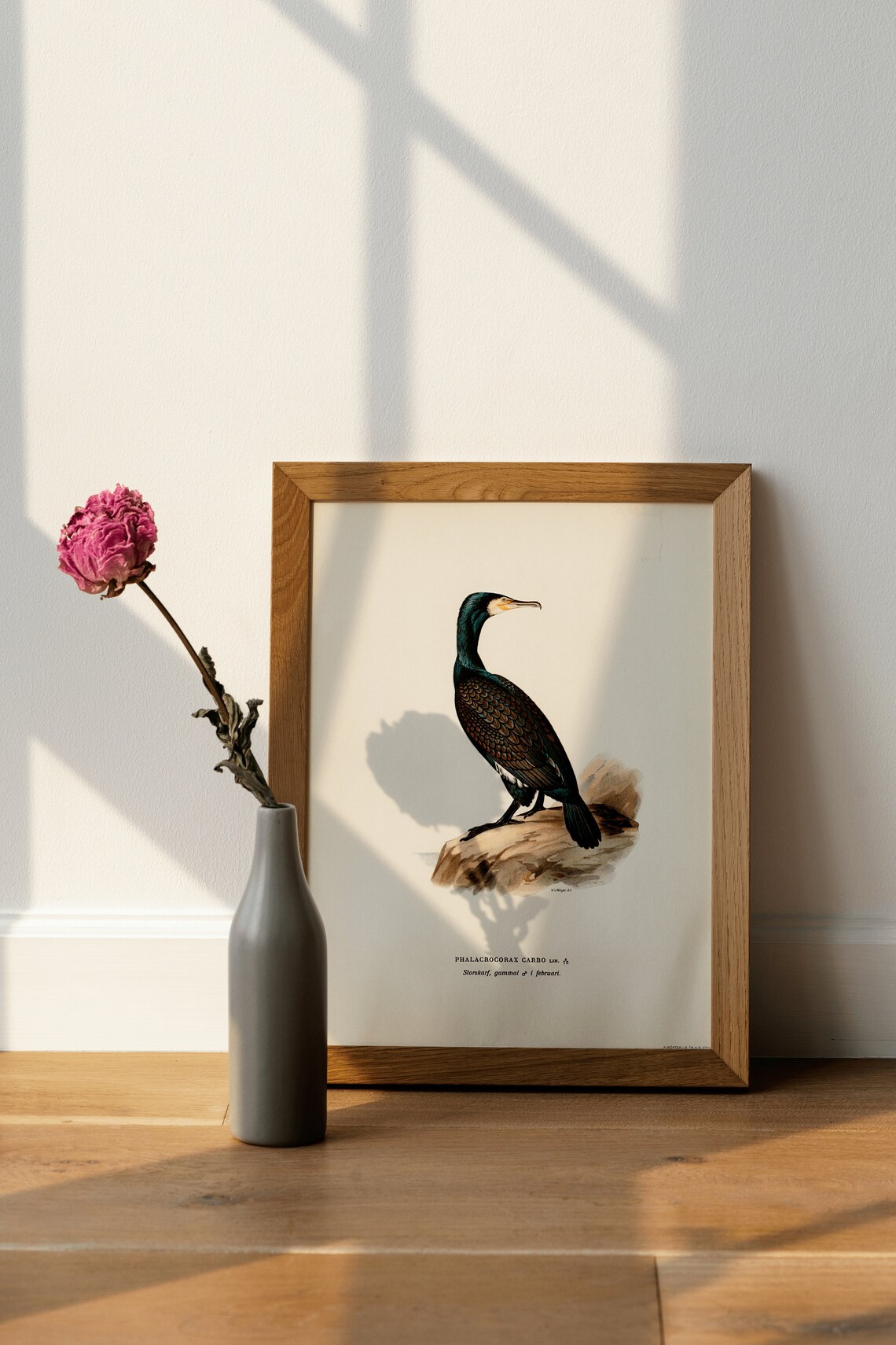 Great Cormorant Vintage Nature Art Print - Image 4