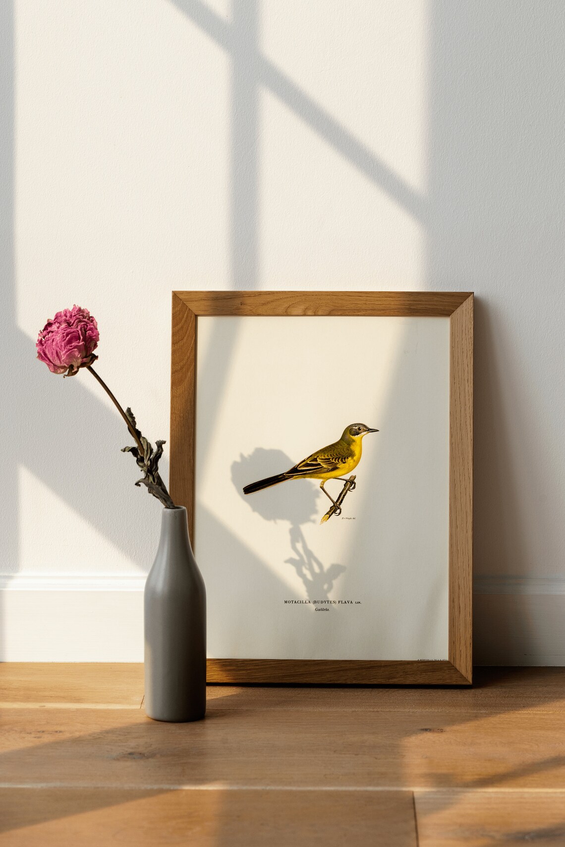 Yellow Wagtail Bird Vintage Style Ornithology Illustration Art Poster - Image 3
