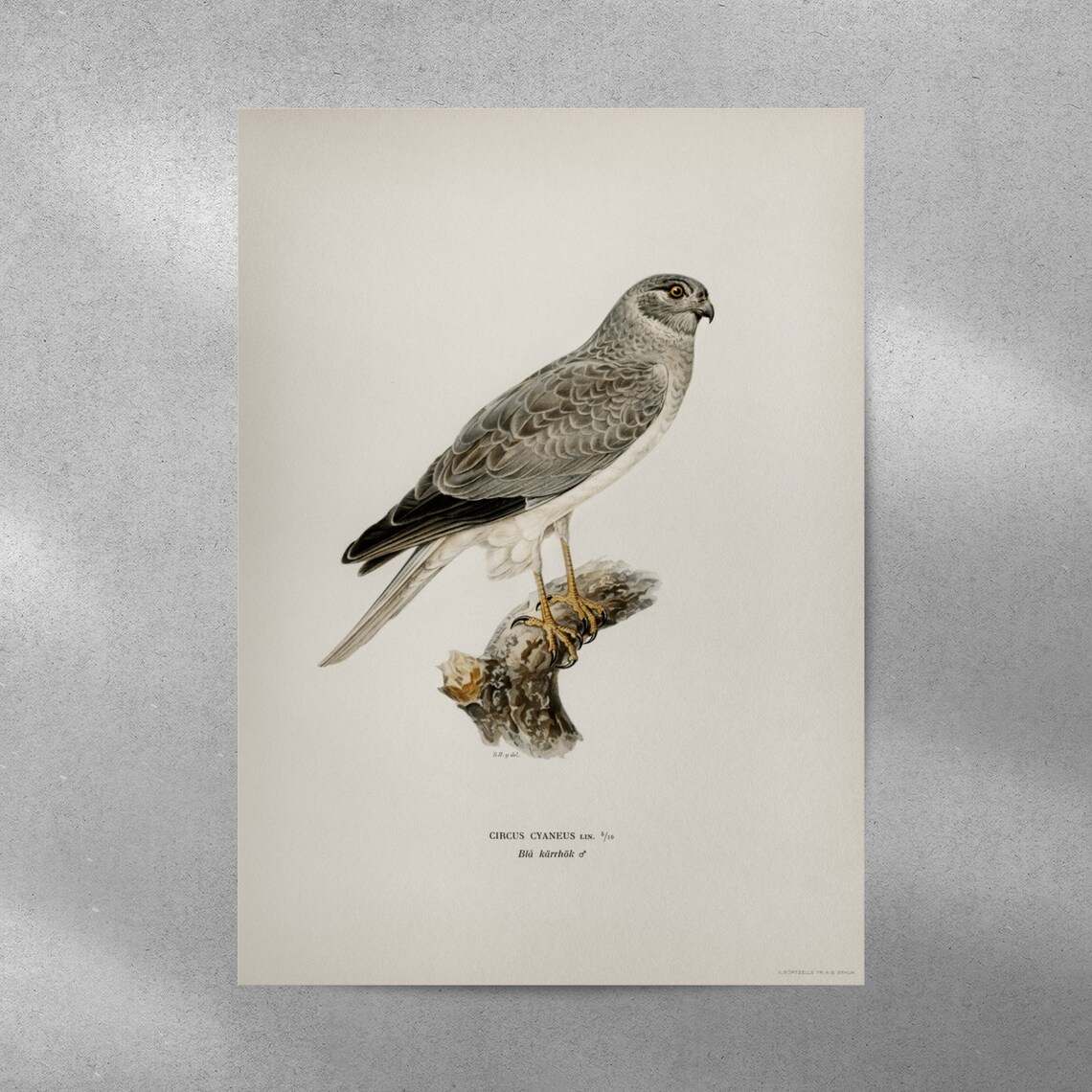 Hen Harrier Vintage Nature Art Print, Bird Of Prey - Image 4