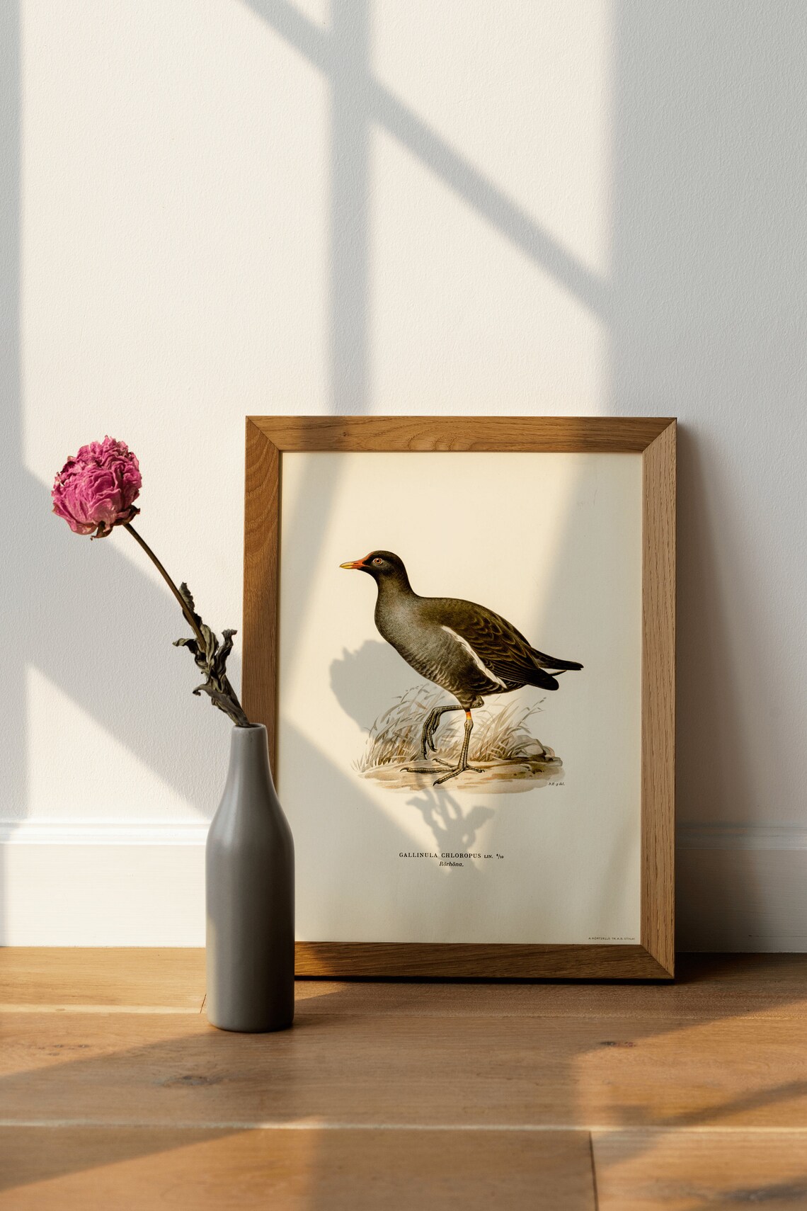 Moorhen Bird Vintage Nature Art Print Poster - Image 4
