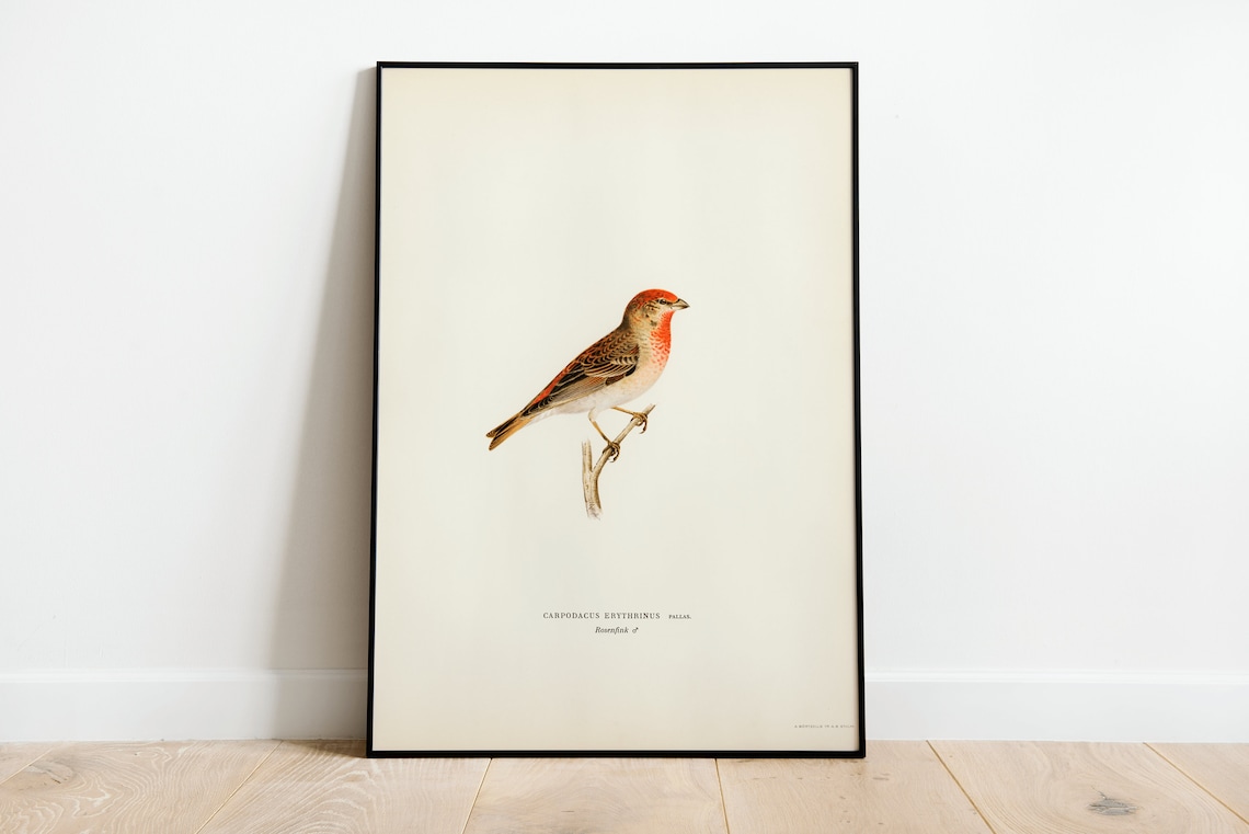 Common Rosefinch Male Vintage Bird Scientific Illustration Wall Poster