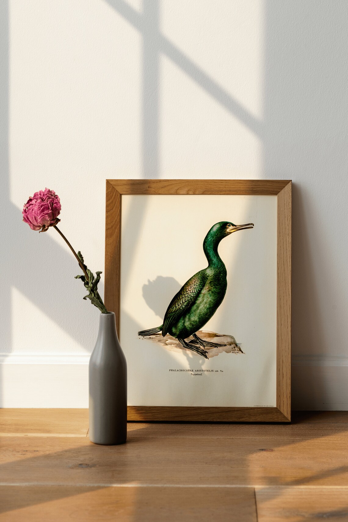 European Shag Bird Vintage Natural History Illustration Poster - Image 3
