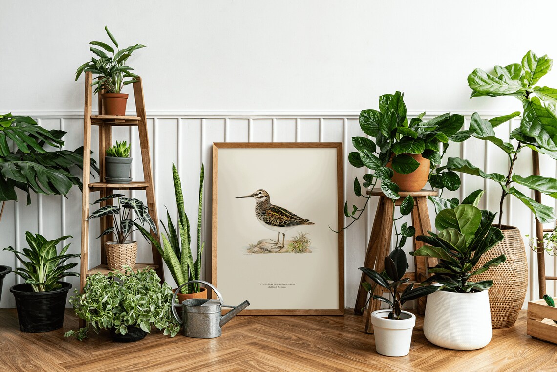 Jack Snipe Wader Bird Art Print, Vintage Nature Decor - Image 2