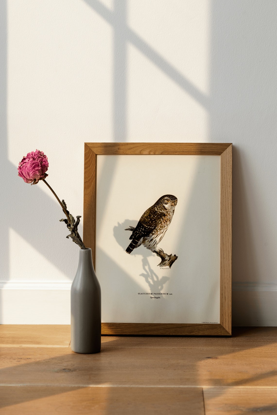 Eurasian Pygmy Owl Vintage Ornithological Illustration Poster - Image 4
