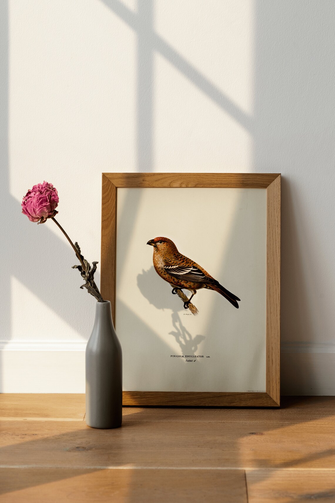 Red Pine Grosbeak Male Songbird Vintage Bird Illustration Poster - Image 4