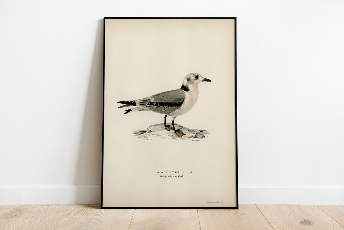 Black Legged Kittiwake Seabird Vintage Naturalist Bird Poster