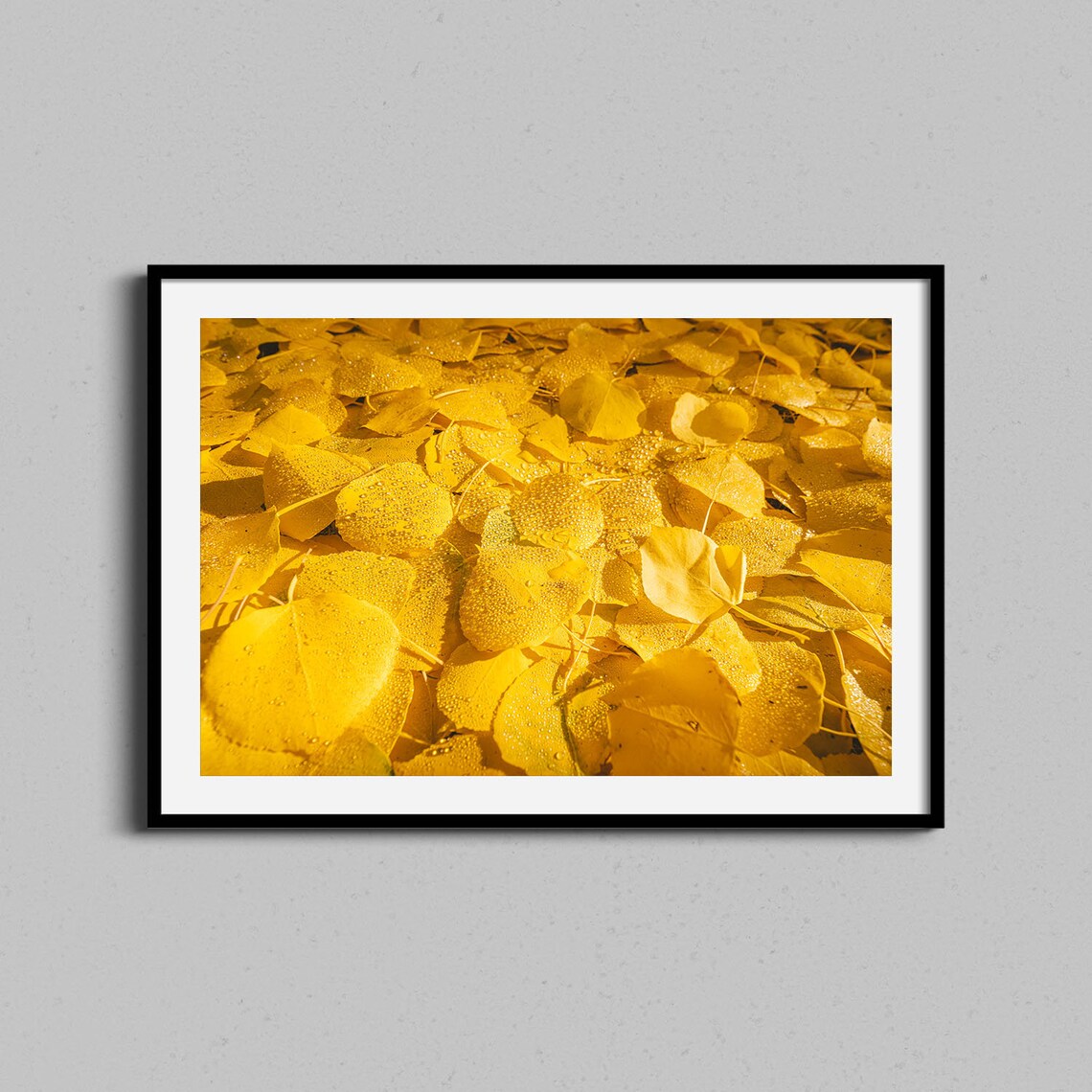 Golden Aspen Leaves Dewdrops Autumn Nature Close Up Photo Poster