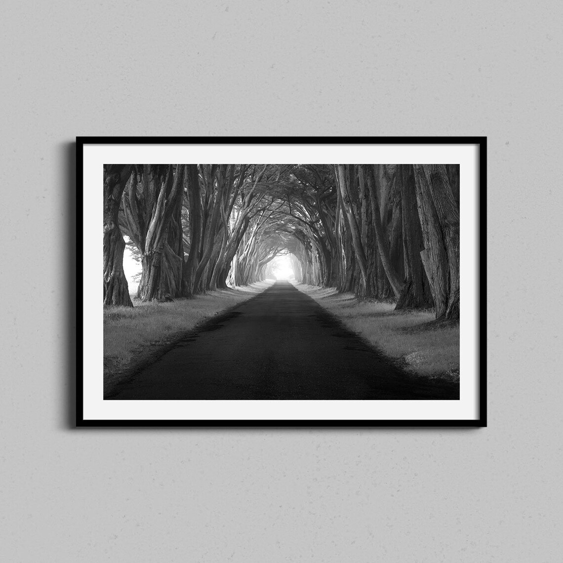 Cypress Tree Tunnel Road Black And White Nature Photo Poster