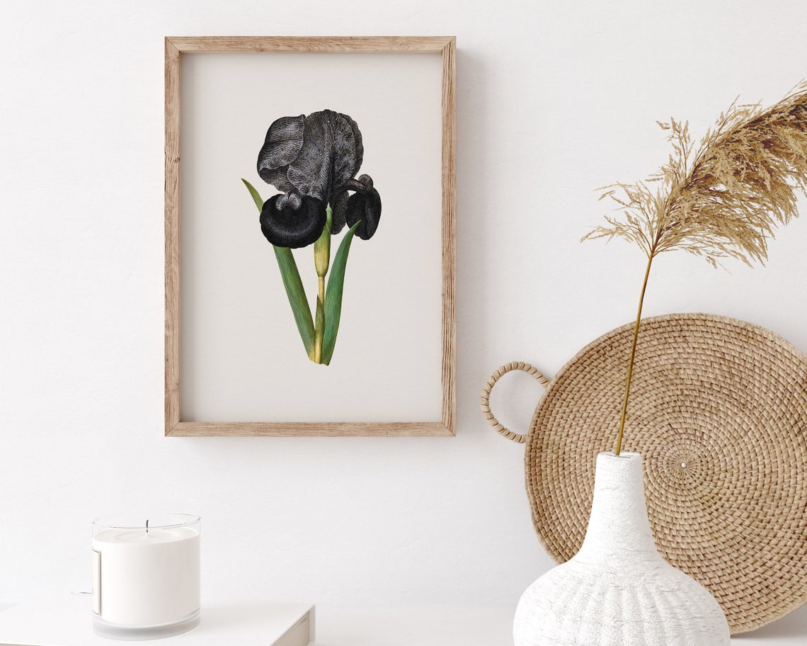 Black Mourning Iris Susiana Botanical Dark Elegant Flower Art Print - Image 3