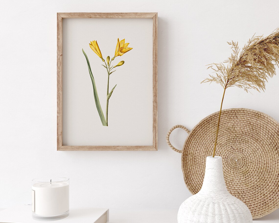 Yellow Daylily Botanical Flower Illustration Vintage Art Print