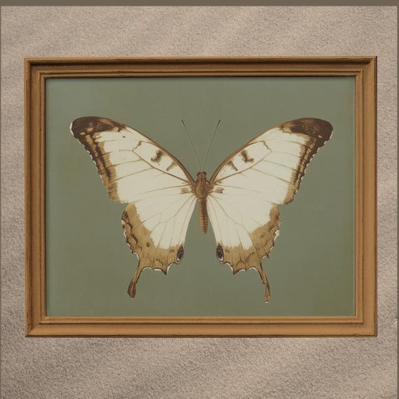 Vintage White Butterfly Print Dark Moody Insect Wall Art Cottagecore Saige Green Decor Antique Moth Home Decor Painting