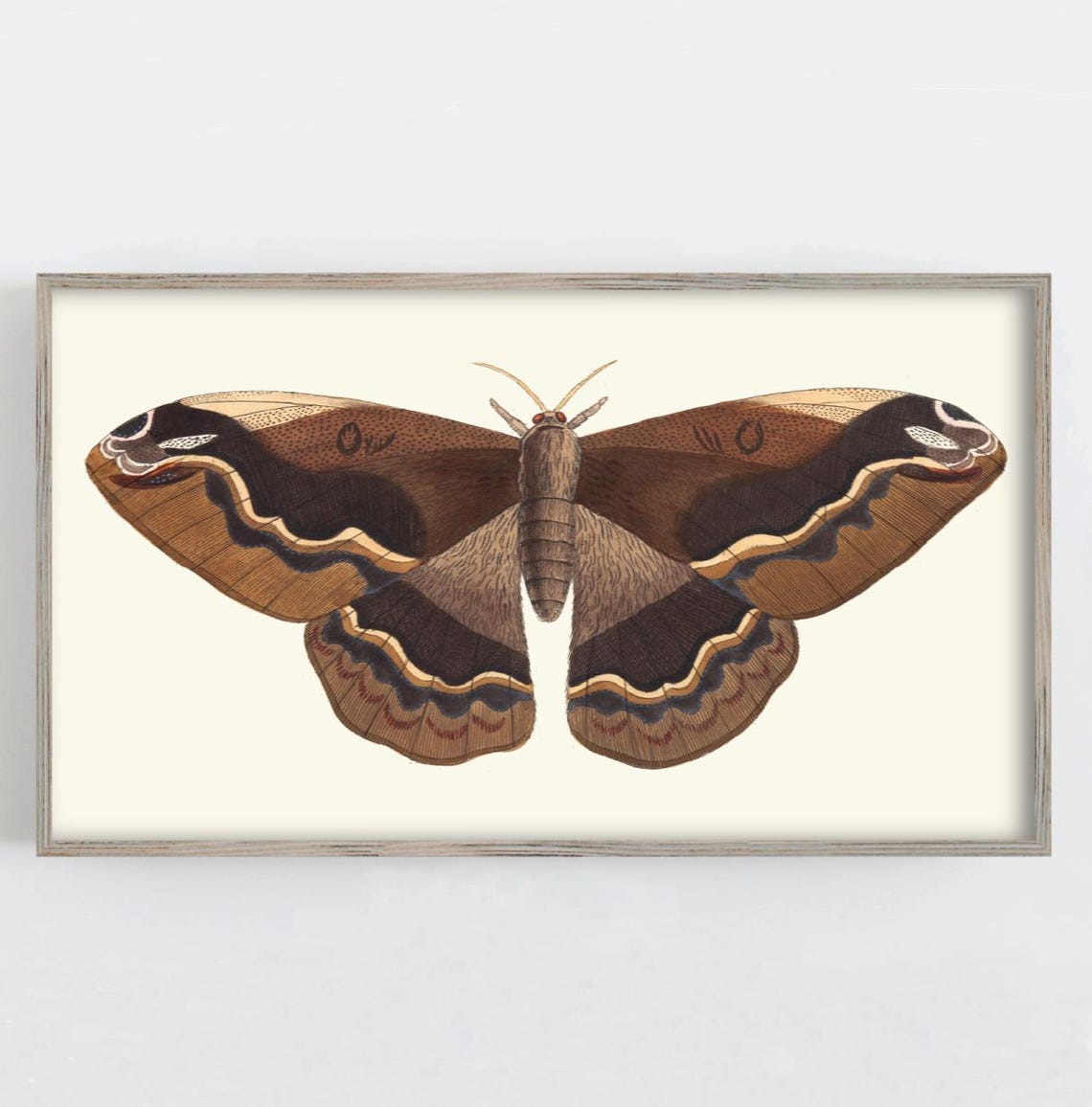 Giant Brown Moth Vintage Scientific Entomology Illustration Art Poster