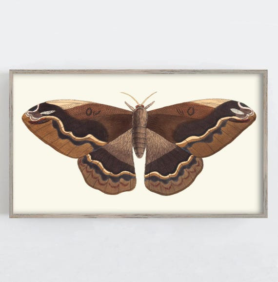 Moth Frame Tv Art Vintage Wall Art Dark Aesthetic Moody Frame Tv Dark And Moody Art Vintage Moth Art