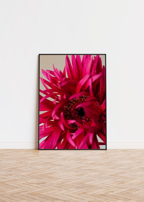 Bright Pink Gerbera Daisy Macro Flower Photography Art Poster
