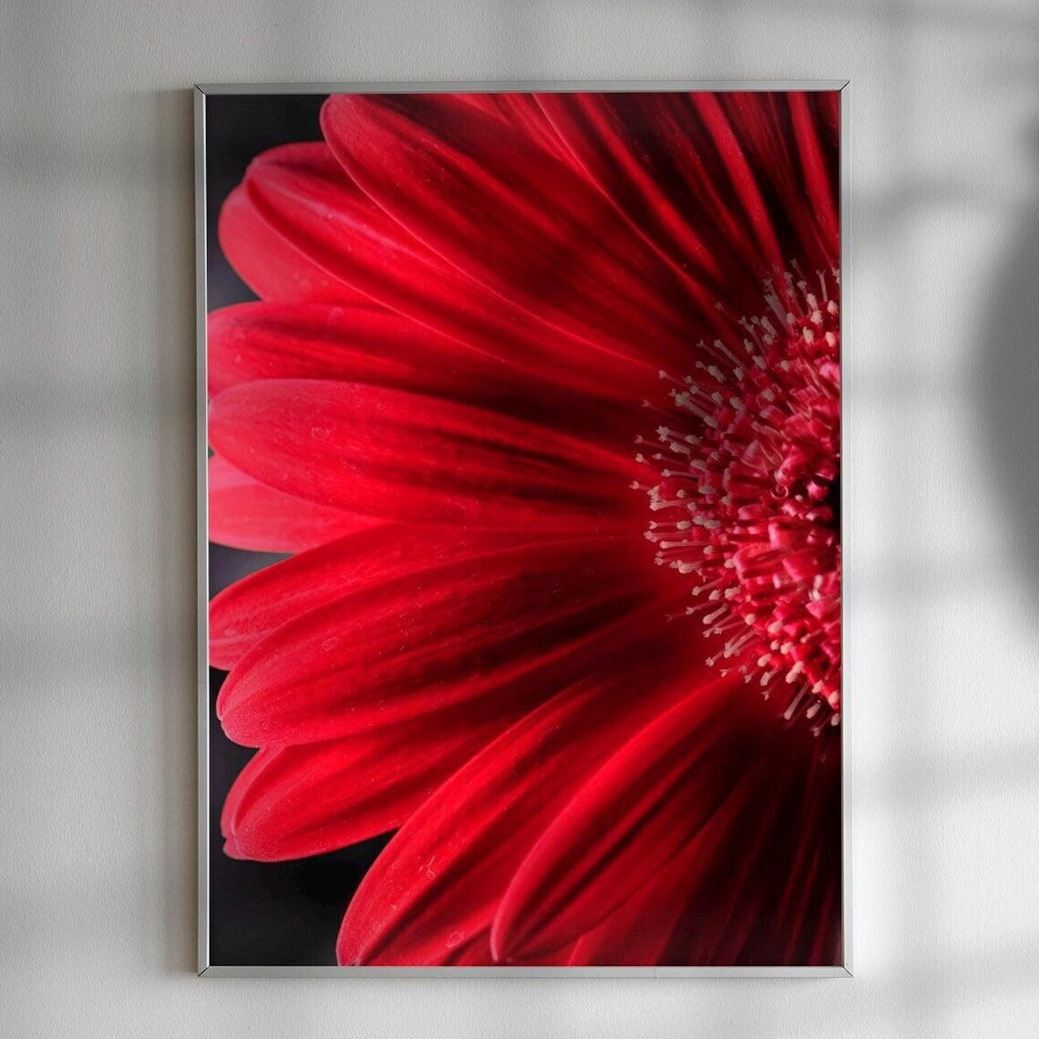 Gerbera Daisy, Intricate Petal Details Art Print