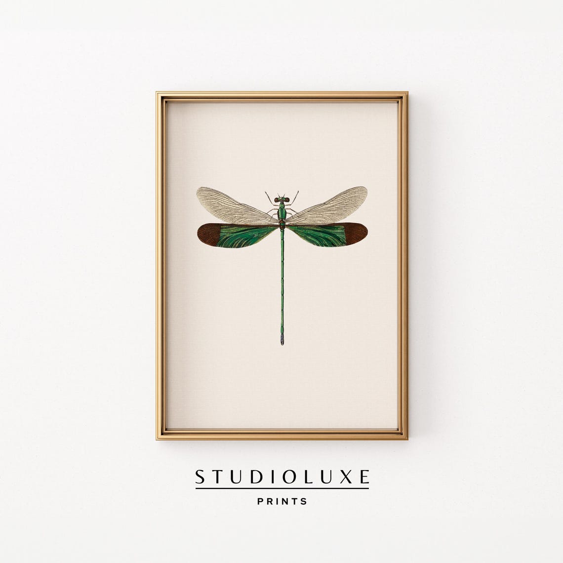 Green Damselfly Botanical Illustration Cream Background Poster