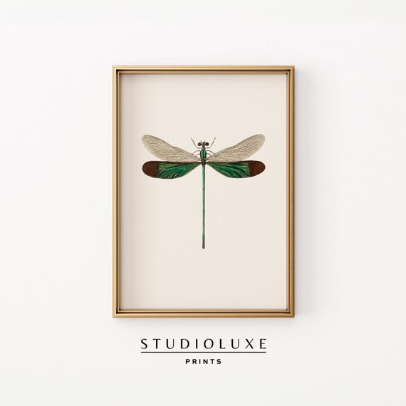 Vintage Dragonfly Print Wall Art Prints Garden Lovers Nature Botanical Trendy Apartment Decor