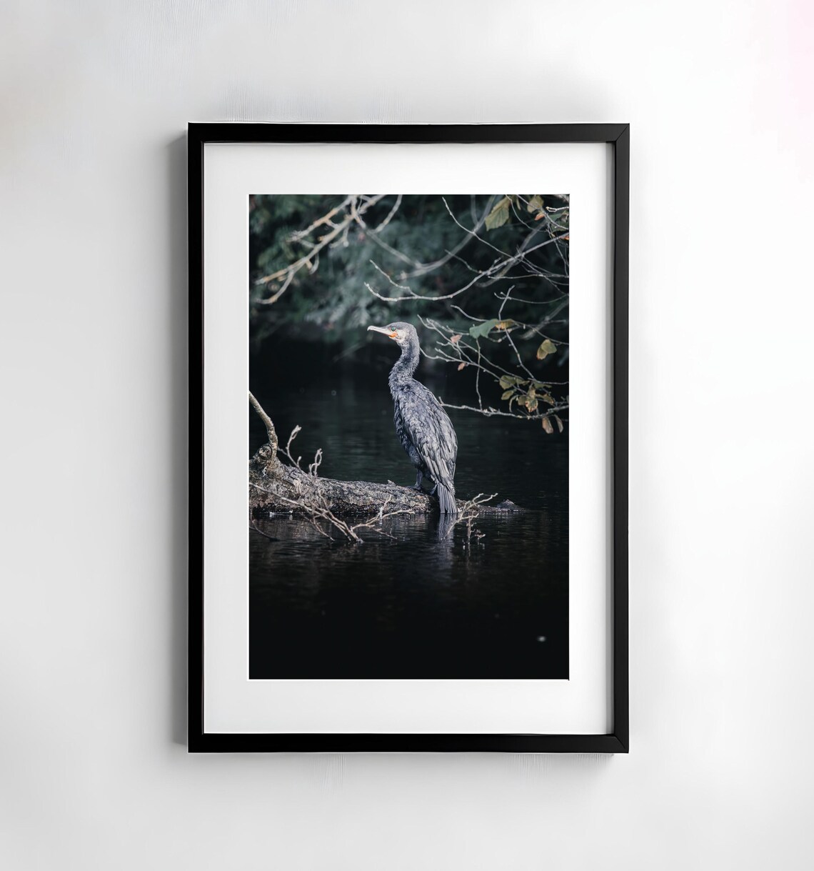 Cormorant Standing on Log Over Dark Still Water Bird Photo Poster