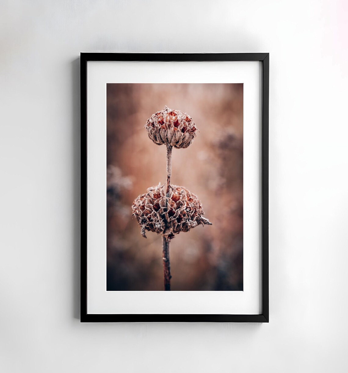 Dried Autumn Seed Heads in Warm Light Macro Photography Poster