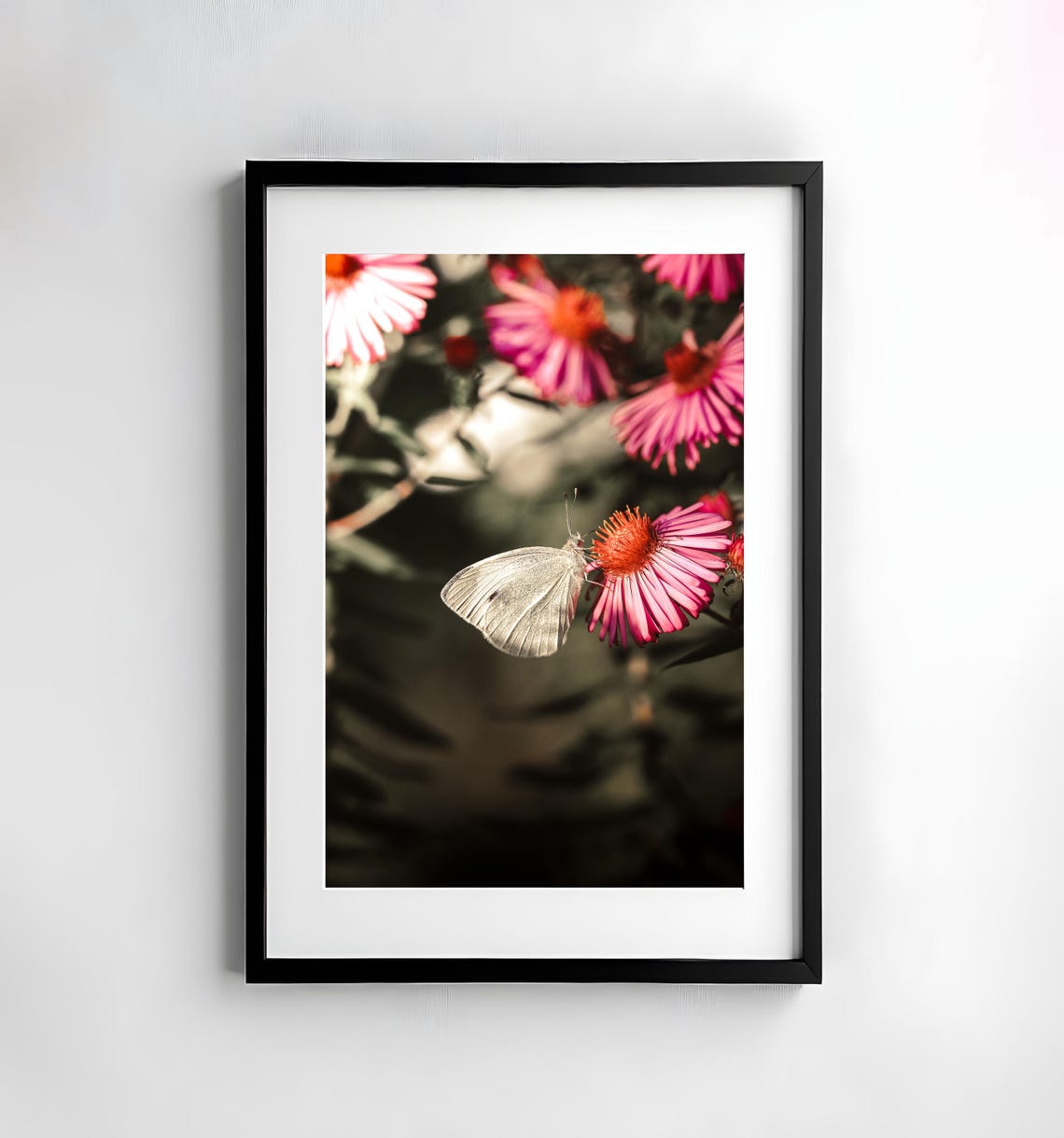 White Butterfly On Pink Aster Flowers Autumn Garden Macro Poster