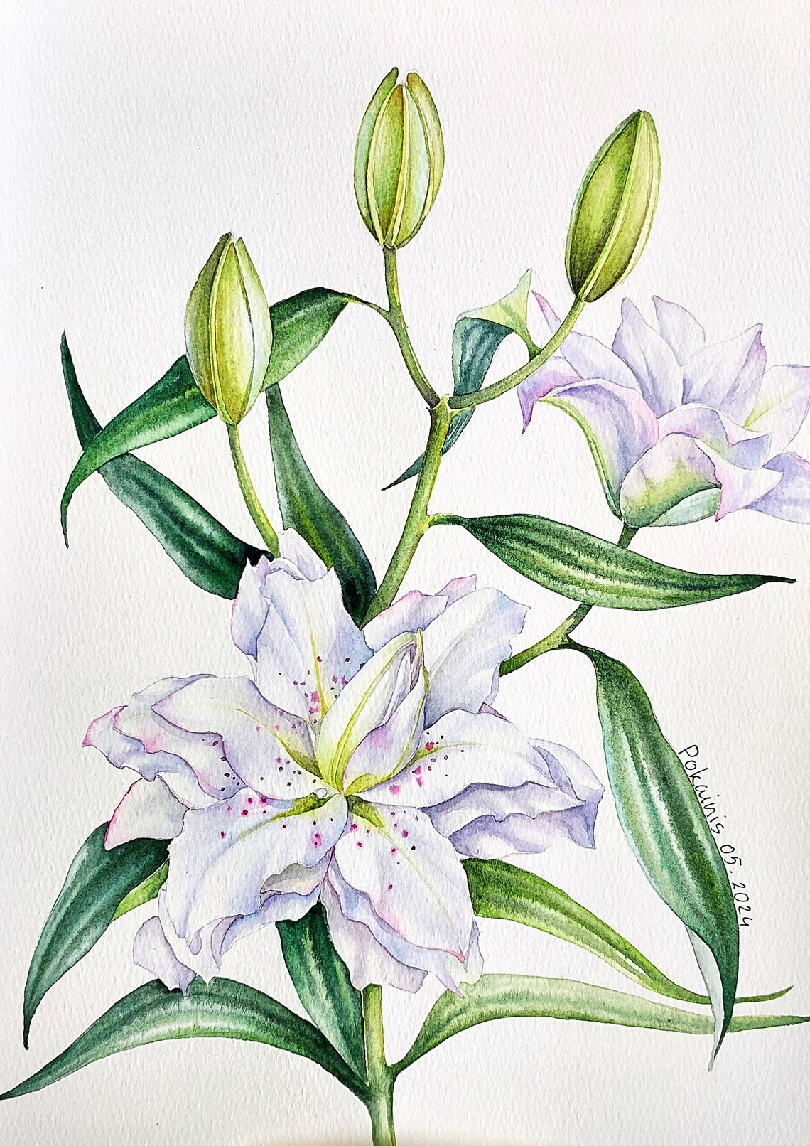 Elegant White Lily Watercolor Poster With Pink Blushed Blooms