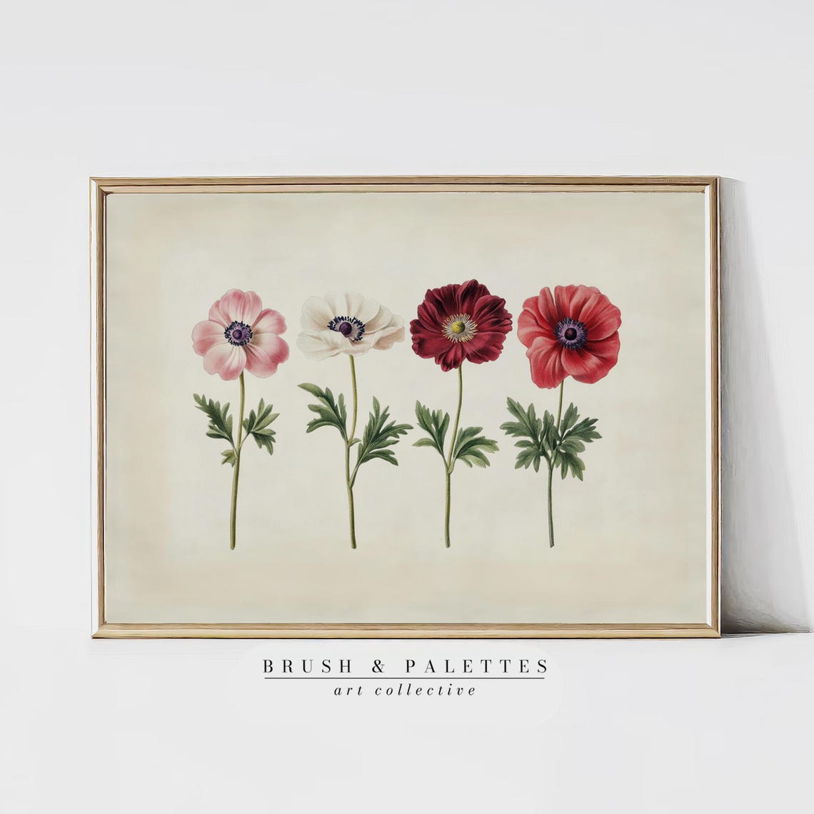 Four Anemone Flowers Vintage Botanical Study Cream Background Poster
