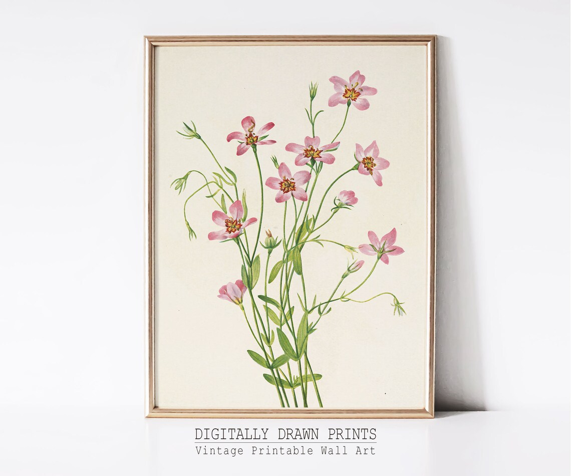 Pink Cosmos Flowers Vintage Botanical Illustration Garden Art Poster - Image 2