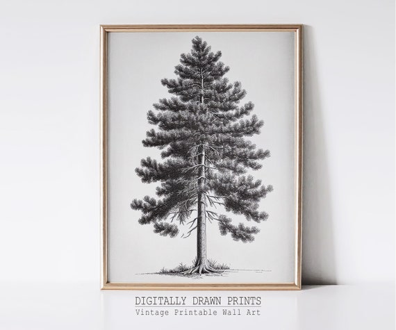Vintage Pine Tree Art Vintage Wall Art Antique Sketch Print Tree Drawing Artwork For Wall