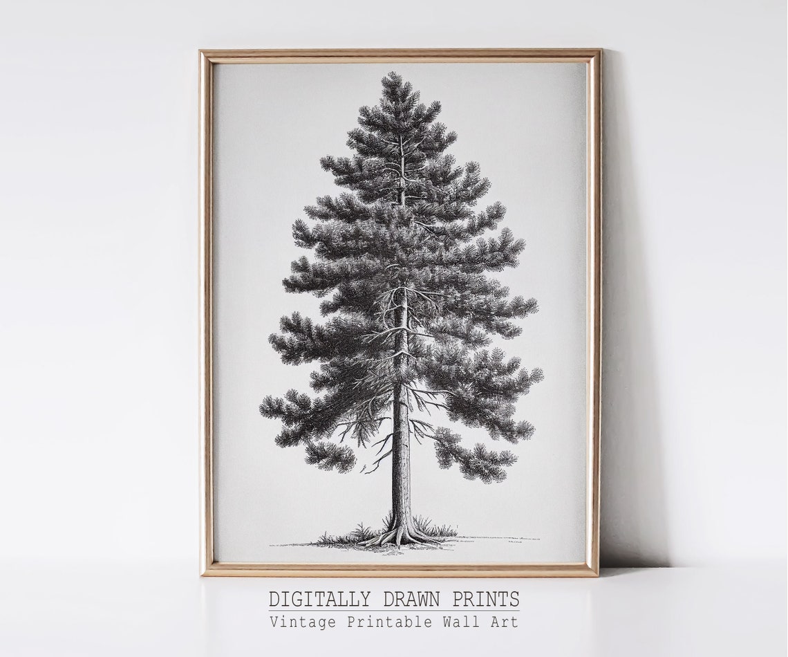 Vintage Pine Tree Art Vintage Wall Art Antique Sketch Print Tree Drawing Artwork For Wall