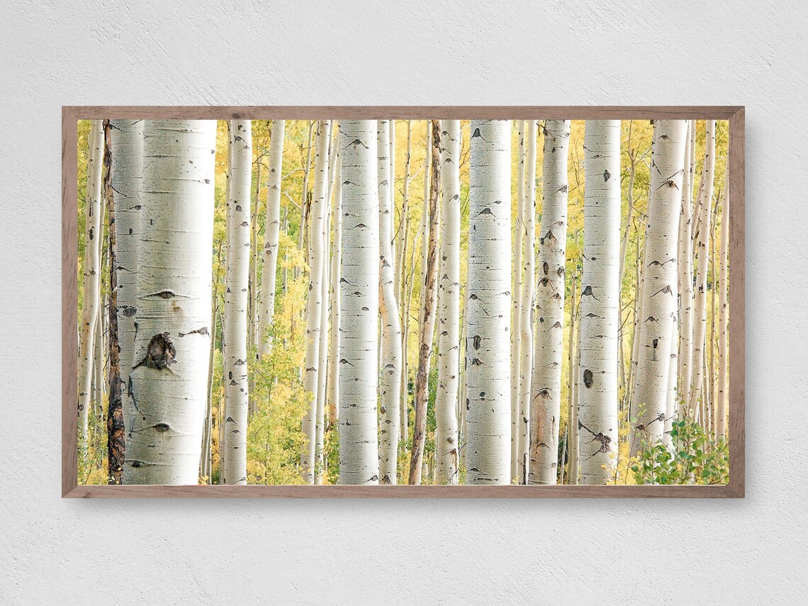 Light Of The Forest Birch Trees Art Print