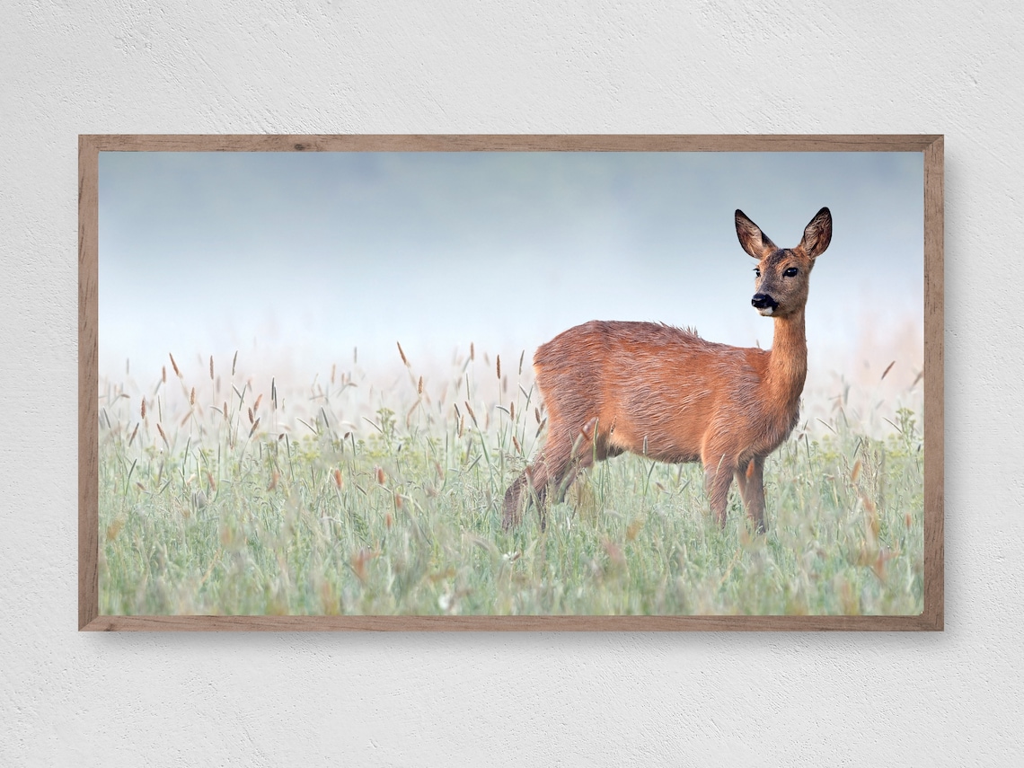 Roe Deer Doe Standing in Misty Morning Meadow Wildlife Photo Poster