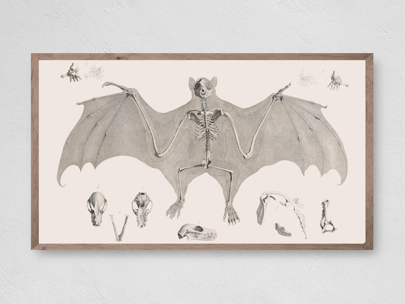 Vintage Bat Skeleton Anatomical Illustration Halloween Science Poster