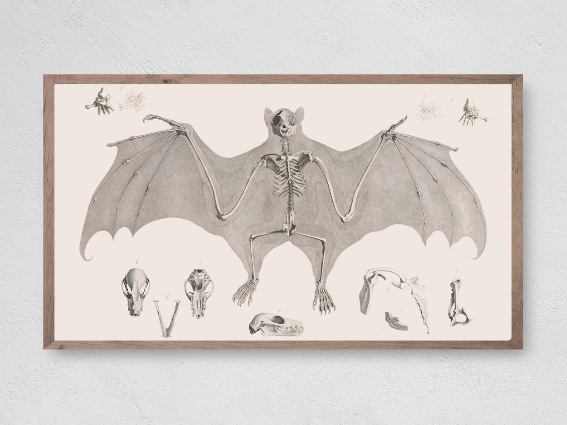 Vintage Bat Skeleton Anatomical Illustration Halloween Science Poster