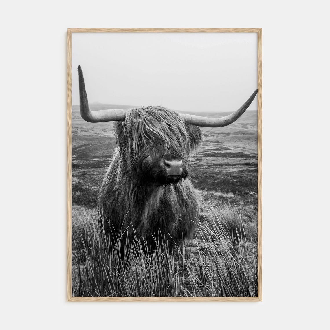 Black and White Highland Cow With Wide Horns in the Moor Poster