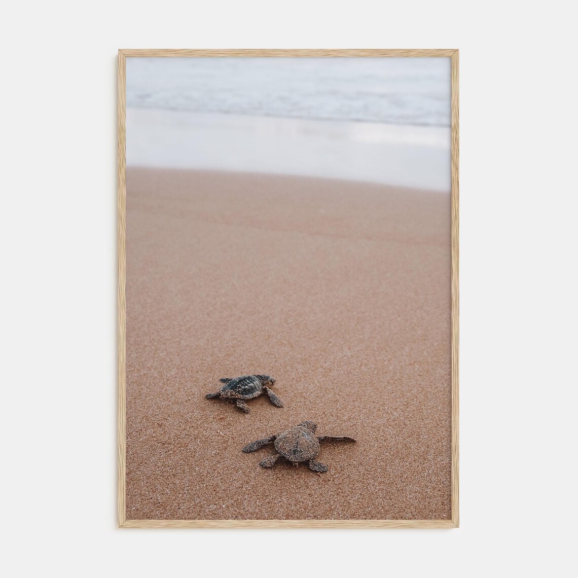 Two Baby Sea Turtles Crossing a Sandy Beach Toward the Ocean Poster
