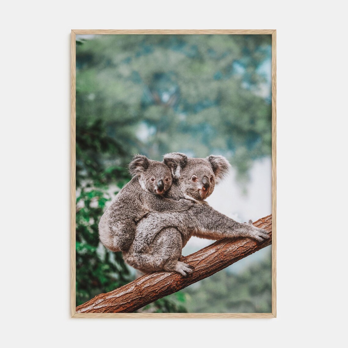 Koala Photography Art Print, Australian Wildlife