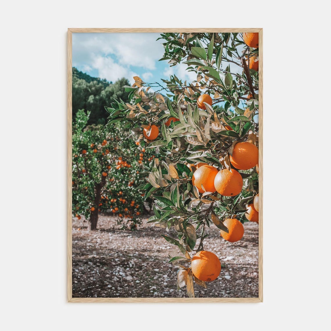Sunlit Orange Grove Rows With Ripe Fruit Hanging From Trees Poster