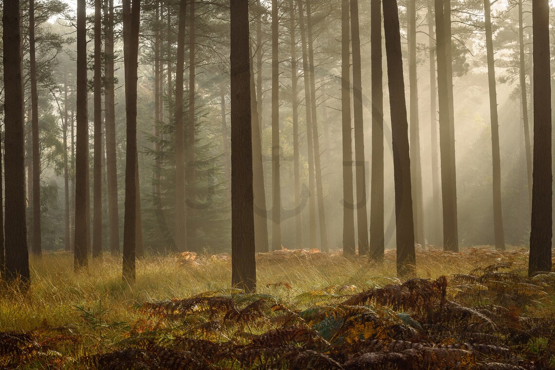 Misty Bolderwood Pine Forest Sunbeams New Forest Hampshire Poster - Image 3