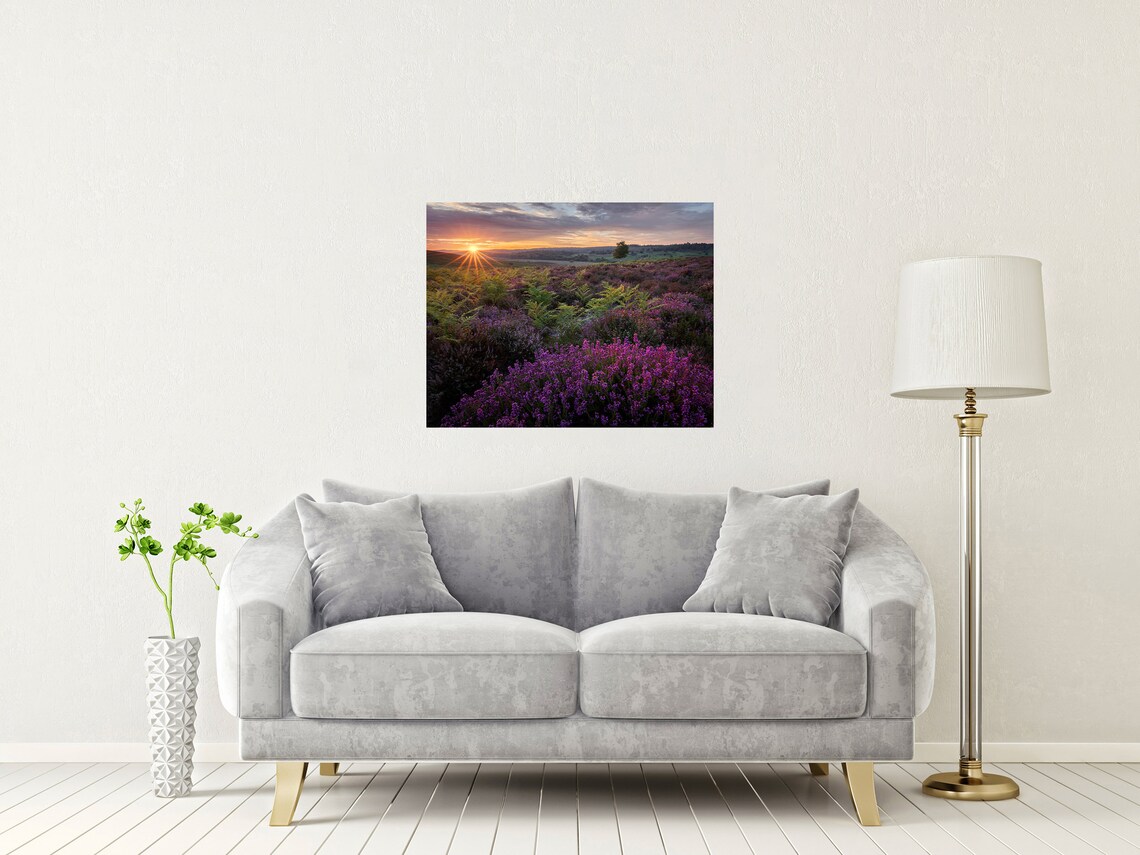 Purple Heather In Bloom On New Forest Moorland At Sunrise Poster - Image 2