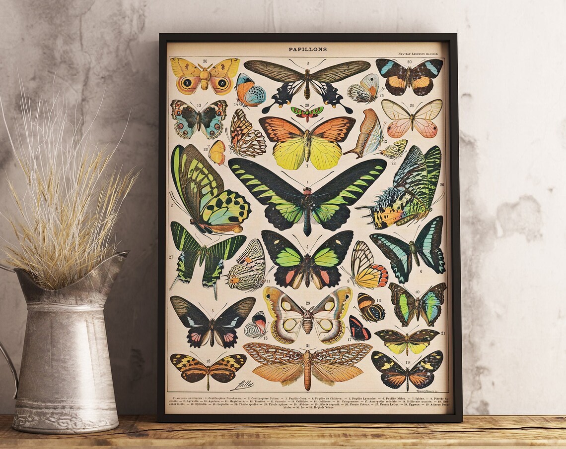 Adolphe Milliot Vintage Butterflies Art Poster - Image 3