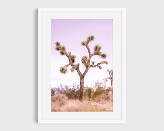 Joshua Tree Photo, California Desert Landscape