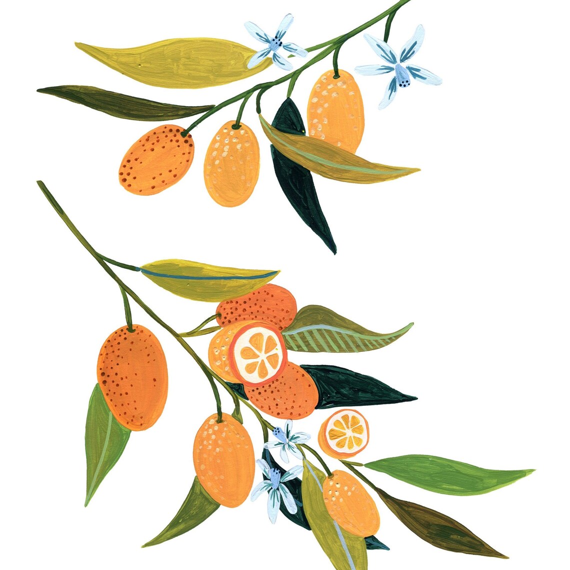 Kumquat Kitchen Decor, Fruit Illustration Art Print - Image 2