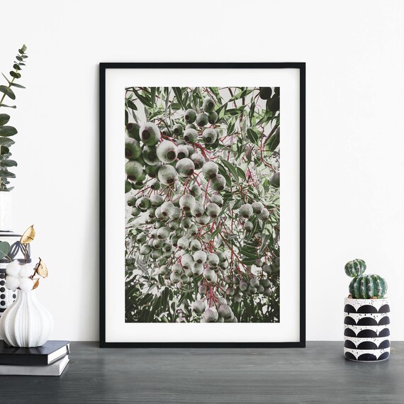 Gumnuts Eucalyptus Seed Pods Botanical Photo Nature Wall Art